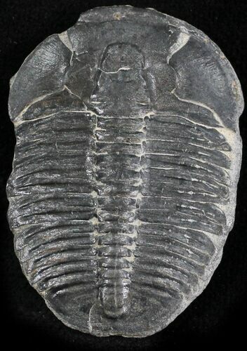 Elrathia Trilobite - Wheeler Shale, Utah #24779